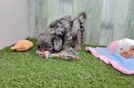 Petite Cavapoo Poodle Mix Pup