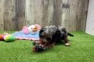 Meet Santiago - our Cavapoo Puppy Video