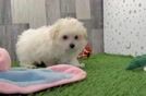 Hypoallergenic Maltese Pom Designer Puppy