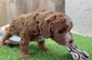 Playful Cavapoodle Poodle Mix Puppy
