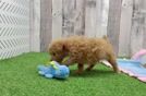 Poodle Puppy for Adoption