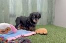 Mini Aussiedoodle Puppy for Adoption
