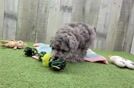 Akc Registered Poodle Purebred Pup