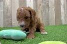 Little Mini Goldenpoo Poodle Mix Puppy