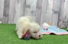 Best Maltipoo Baby