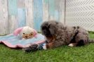 Petite Mini Bernedoodle Poodle Mix Pup