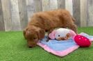 Meet Barrett - our Mini Goldendoodle Puppy Video