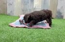 Cockapoo Puppy for Adoption