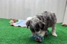 Hypoallergenic Aussiepoo Poodle Mix Puppy