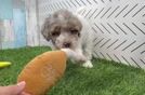 Little Poodle Purebred Pup