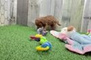 Best Cavapoo Baby