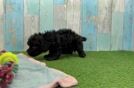 Energetic Toy Poodle Purebred Puppy