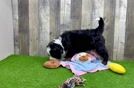 Best Mini Bernedoodle Baby