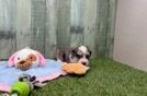 Little Aussiepoo Poodle Mix Puppy
