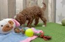 Playful Mini Groodle Poodle Mix Puppy