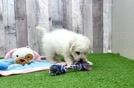 Bichon Frise Puppy for Adoption