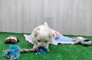Best Maltipoo Baby