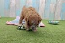 Meet Kimber - our Cavapoo Puppy Video