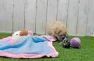 Maltipoo Pup Being Cute