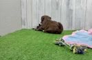 Smart Havapoo Poodle Mix Pup