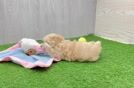 Maltipoo Puppy for Adoption