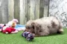 Mini Labradoodle Pup Being Cute