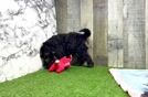 Best Mini Goldendoodle Baby