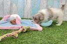 Meet Agave - our Havapoo Puppy Video