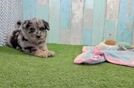 Cute Mini Pomskydoodle Baby