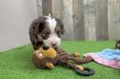 Mini Bernedoodle Pup Being Cute