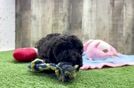 Little Poodle Baby
