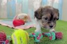 Shih Poo Pup Being Cute