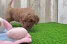 Best Mini Goldendoodle Baby