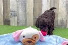 Mini Labradoodle Pup Being Cute