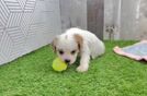 Petite Cavapoo Poodle Mix Pup