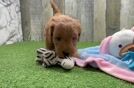 Meet Francesca - our Mini Goldendoodle Puppy Video