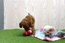 Meet Wynn - our Mini Goldendoodle Puppy Video