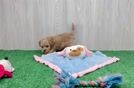 Popular Maltipoo Poodle Mix Pup