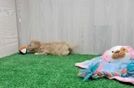 Meet Oatmeal - our Maltipoo Puppy Video