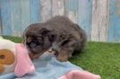 Friendly Mini Bernedoodle Baby