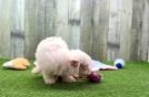 Poodle Pup Being Cute