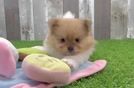 Pomeranian Puppy for Adoption