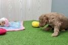 Meet Gavin - our Mini Goldendoodle Puppy Video