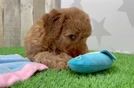 Mini Goldendoodle Pup Being Cute