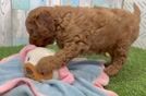 Adorable Golden Retriever Poodle Mix Poodle Mix Puppy