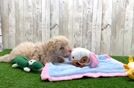 Havapoo Pup Being Cute
