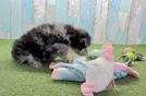 Hypoallergenic Mini Pomskydoodle Poodle Mix Puppy
