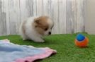 Fluffy Dwarf Spitz Purebred Puppy