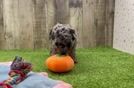 Best Poodle Baby