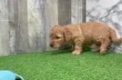 Mini Goldendoodle Puppy for Adoption